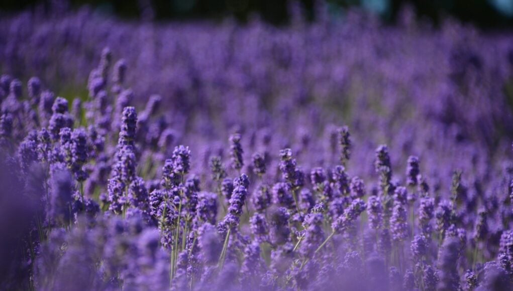 Lavendel