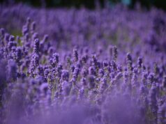 Lavendel