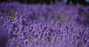 Lavendel