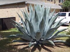 Agaveplant