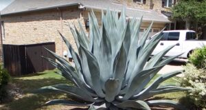 Agaveplant