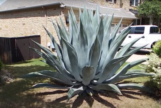 Agaveplant