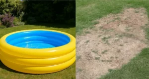 Geel gras