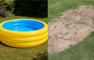 Geel gras