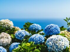 Hortensia