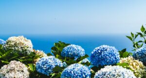 Hortensia