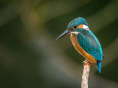 IJsvogel