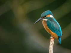 IJsvogel