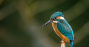 IJsvogel