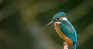 IJsvogel