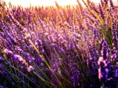mediterrane planten