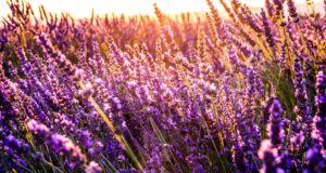 mediterrane planten