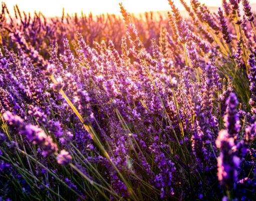 mediterrane planten