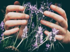 Lavendel