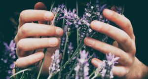 Lavendel